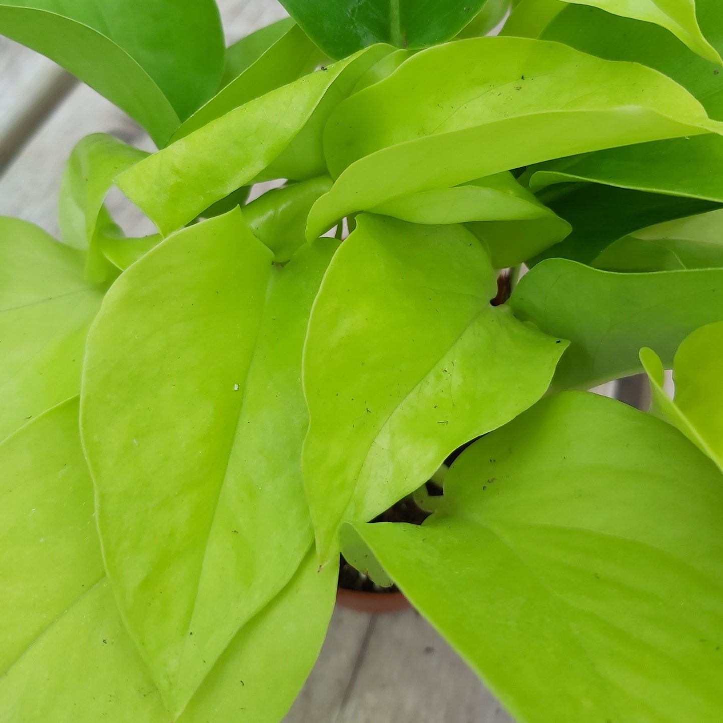 Pothos 'Neon'