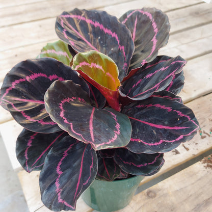 Calathea Dottie 6" Pot
