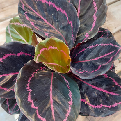 Calathea Dottie 6" Pot