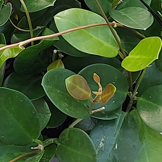 Australian Wax Plant