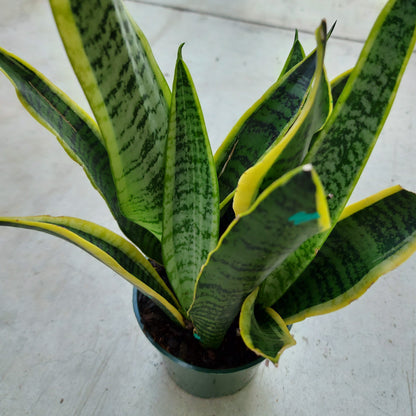 Snake Plant Laurentii 4" Pot