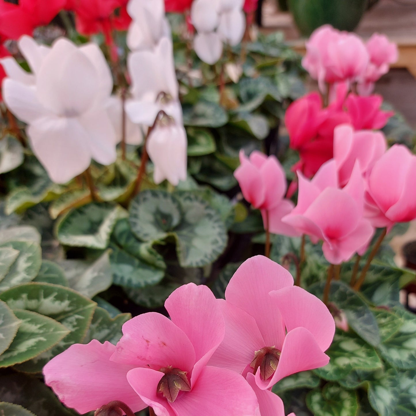 Cyclamen Assorted Colours 6" Pot (Red, Pink, White)