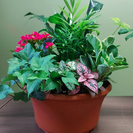 Dish Garden Tropical Mixed 10" Bowl
