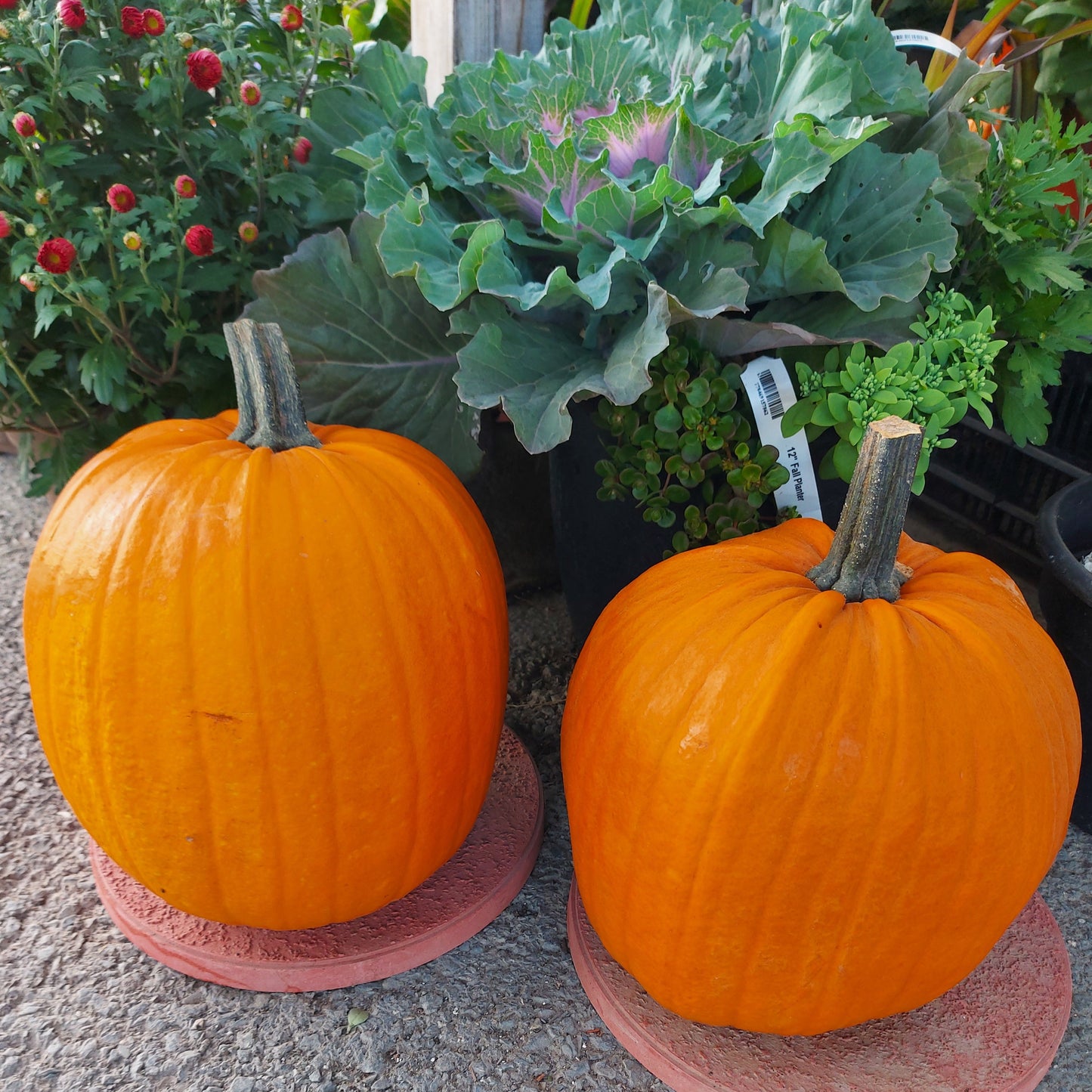 Fresh Pumpkin for Jack O'Lanterns