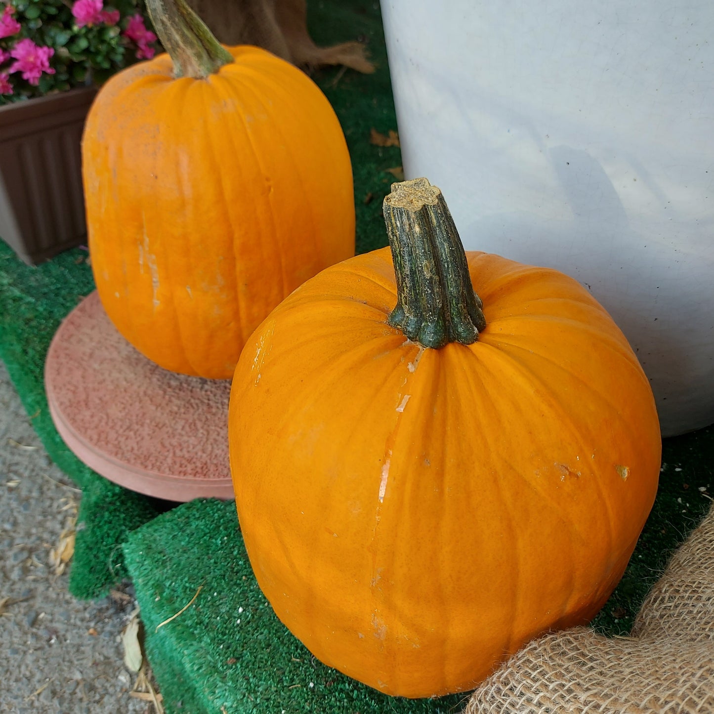 Fresh Pumpkin for Jack O'Lanterns