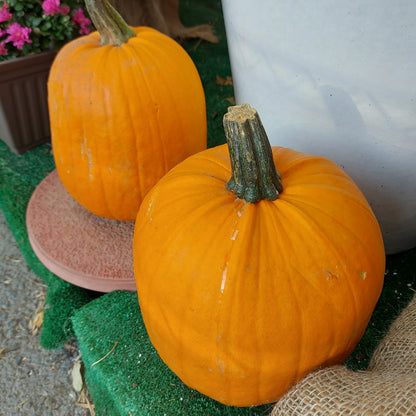 Fresh Pumpkin for Jack O'Lanterns