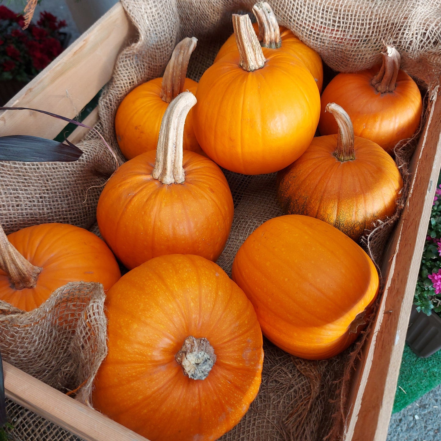 Pie Pumpkin Fresh Local