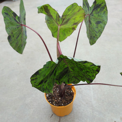 Colocasia 'Mojito'