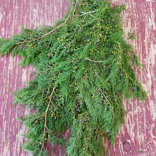 Fresh Cedar Blueberry Bundle