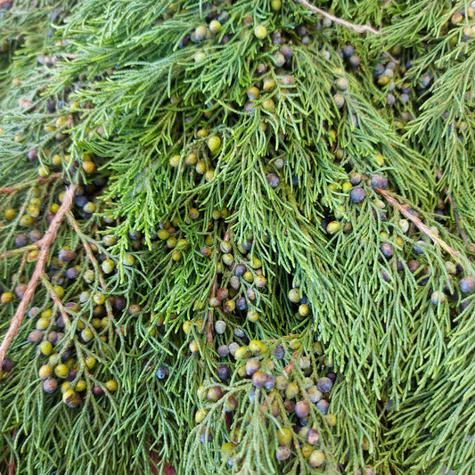 Fresh Cedar Blueberry Bundle