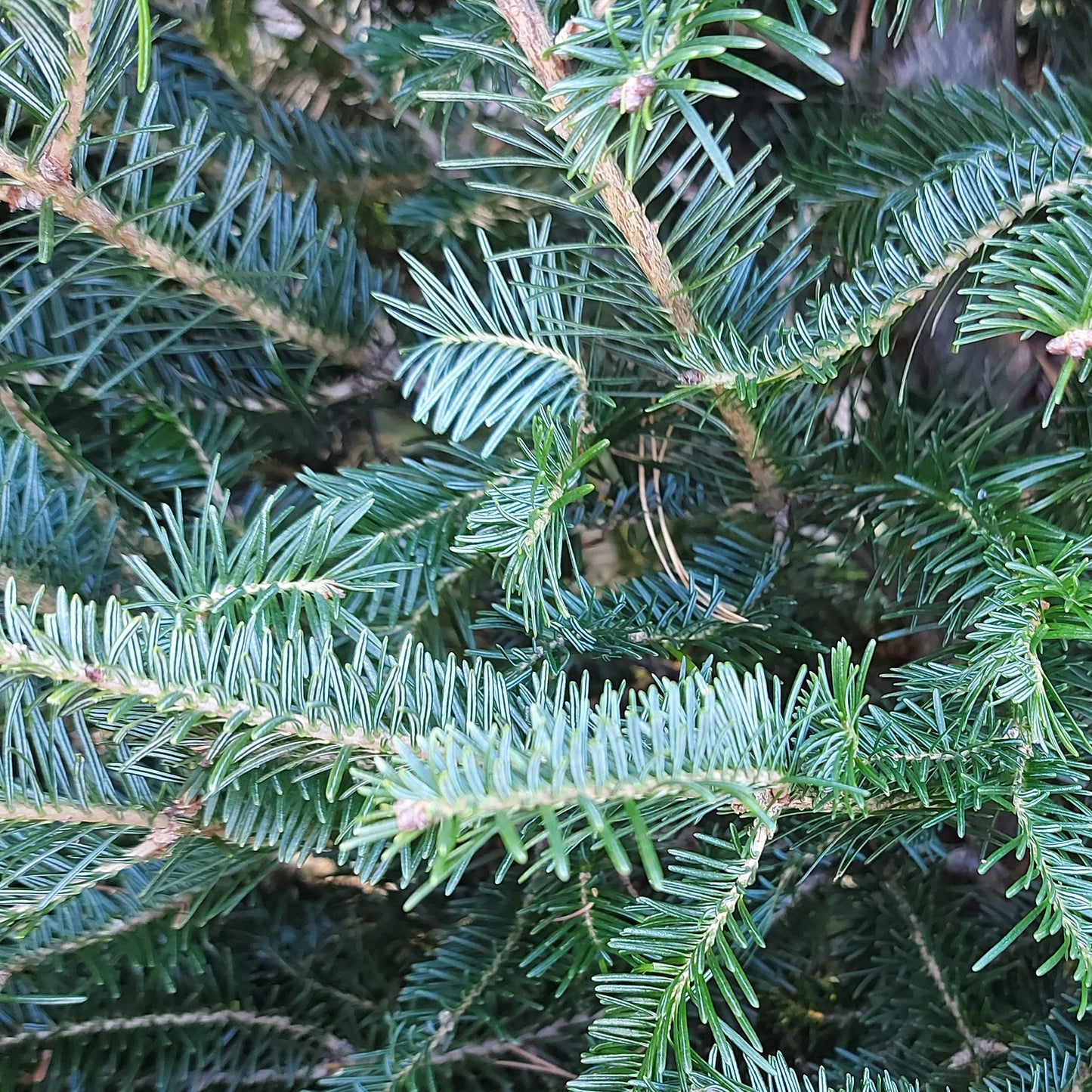 Fresh Cut Christmas Tree