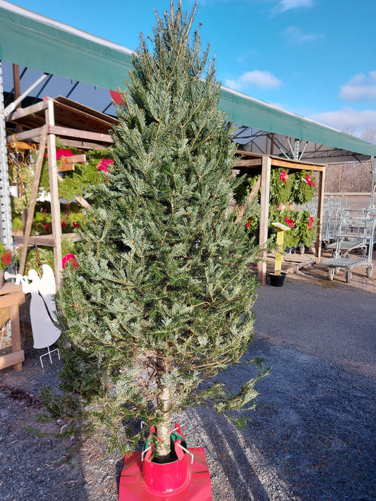 Fresh Cut Christmas Tree 8' Tall