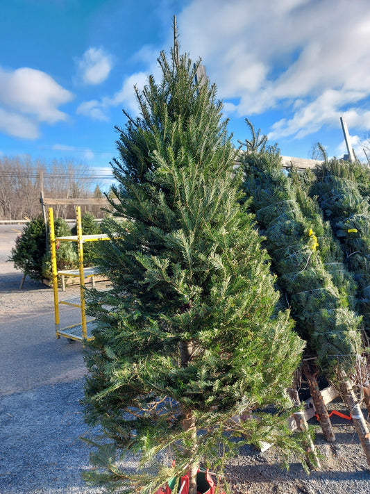 Fresh Cut Christmas Tree 6' Tall