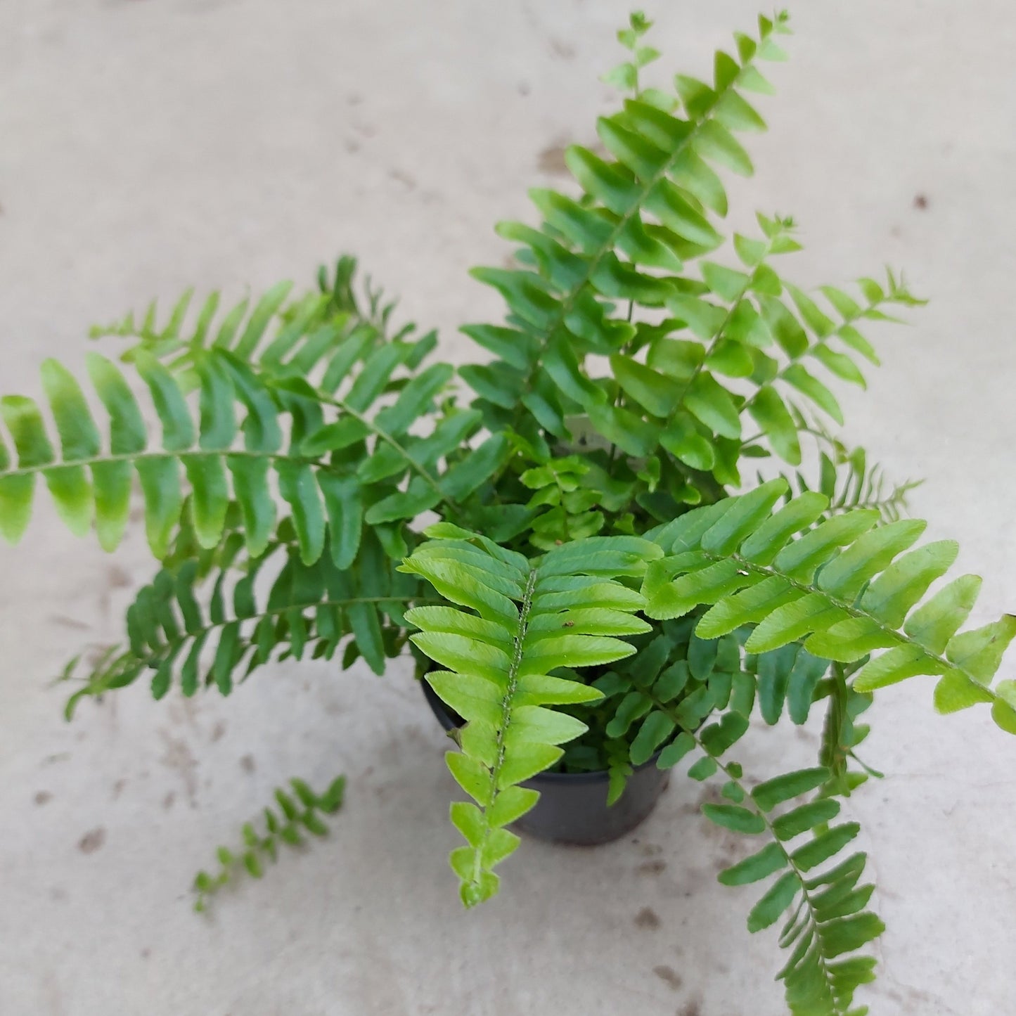 Boston Fern