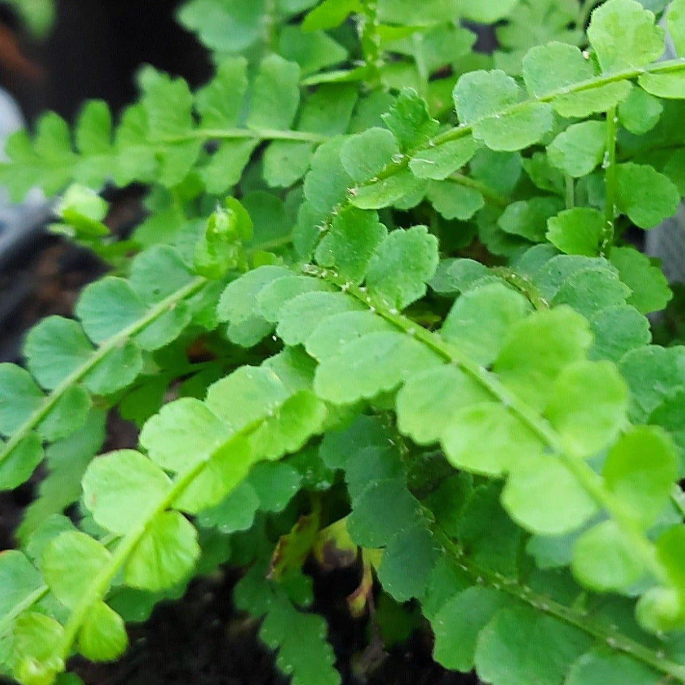 Lemon Button Fern
