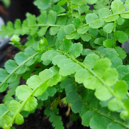 Lemon Button Fern