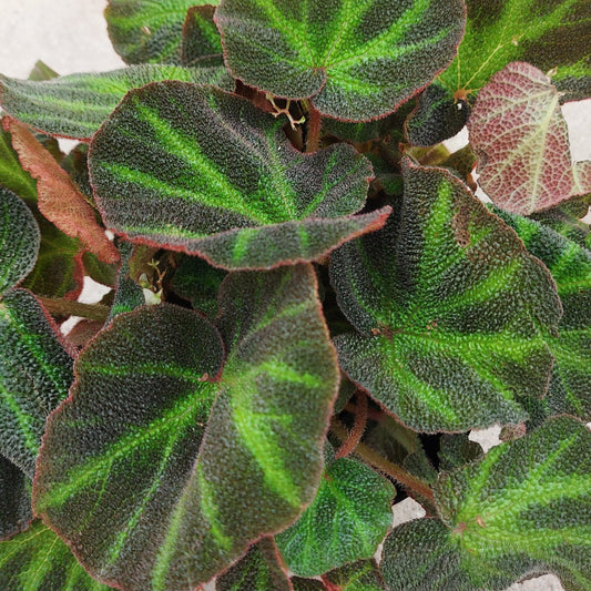 Sun-Changing Begonia