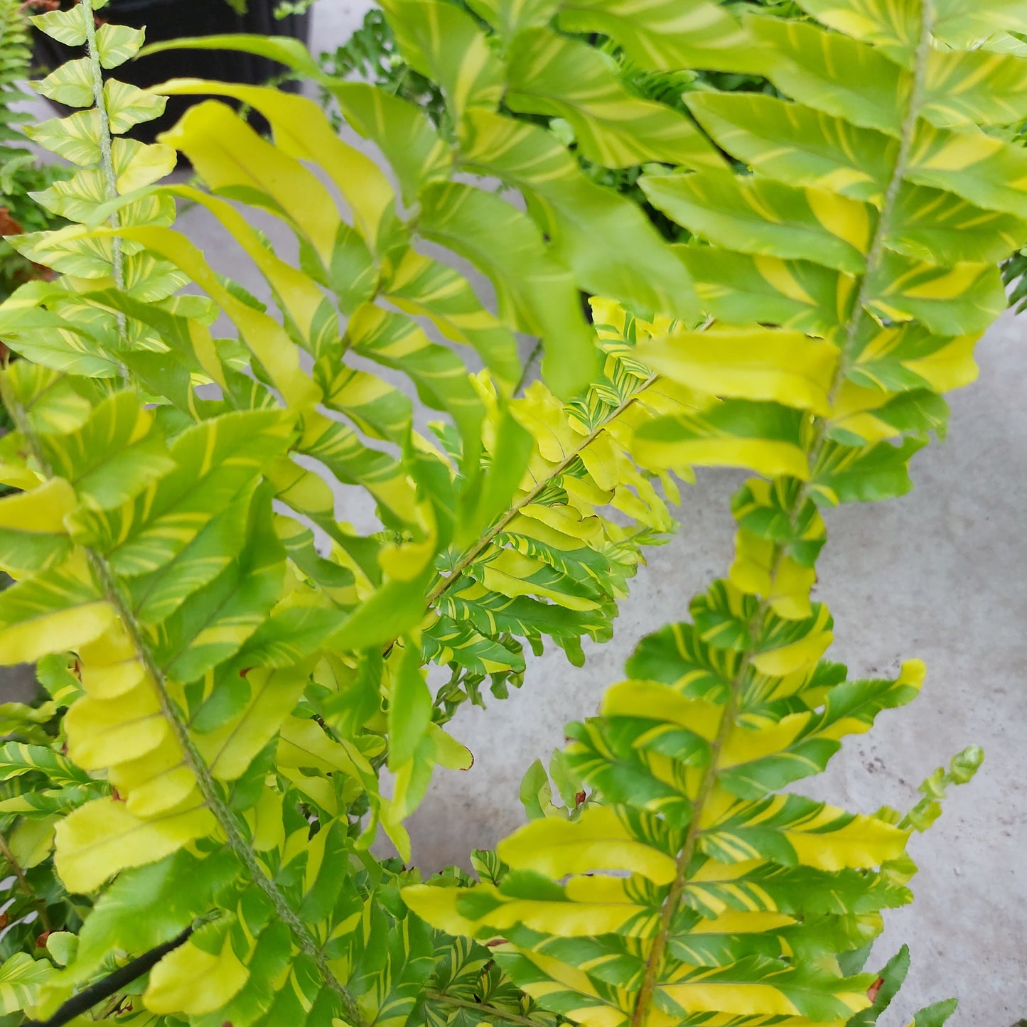 Tiger Fern