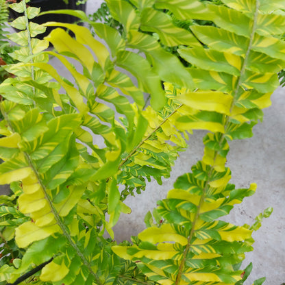 Tiger Fern