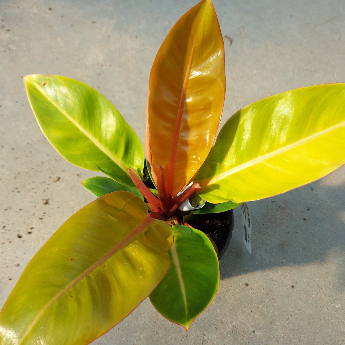 Philodendron Prince of Orange 6" Pot