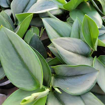 Pothos Sterling Silver 6" Pot