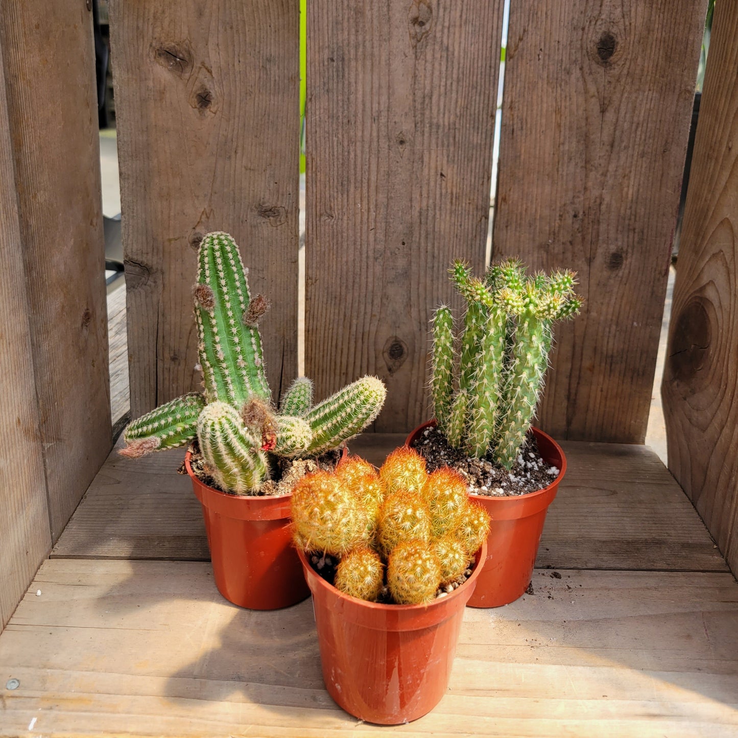 Cactus Assorted 3.25" Pot (Assorted Only)