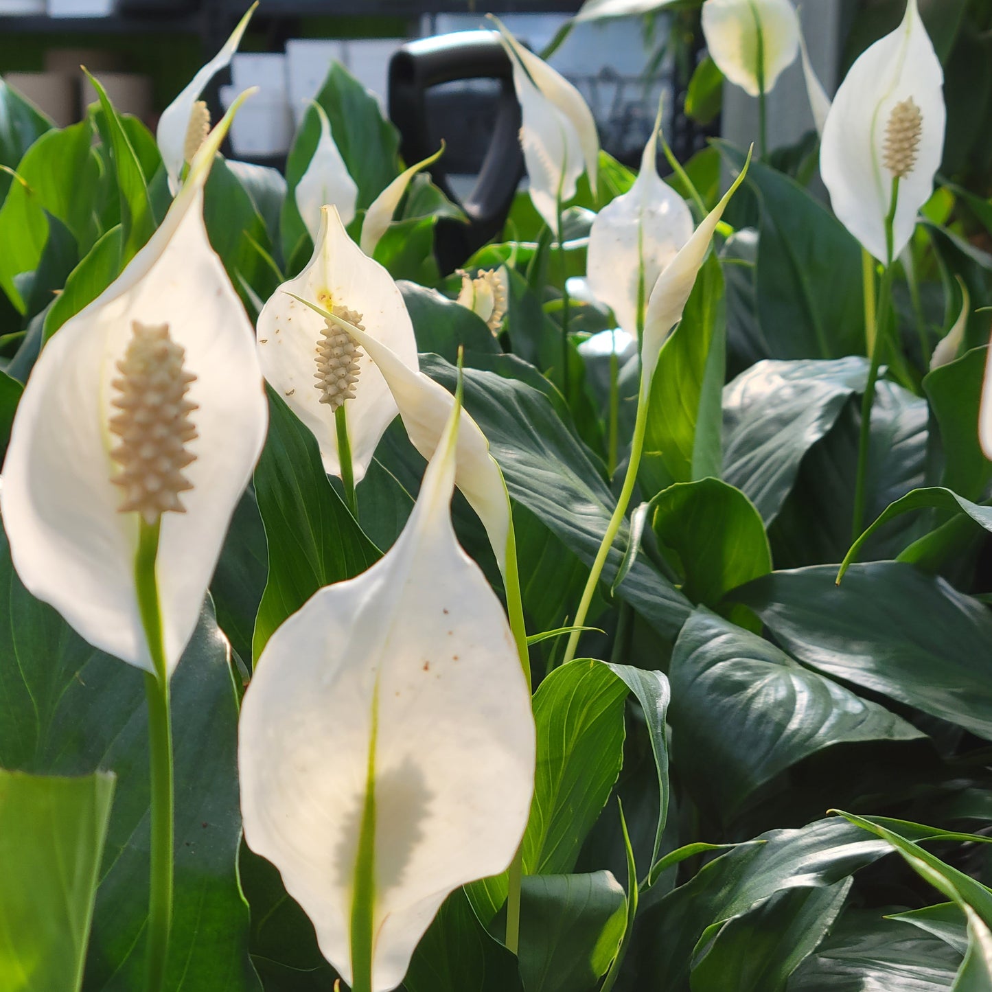 Peace Lily 6" Pot