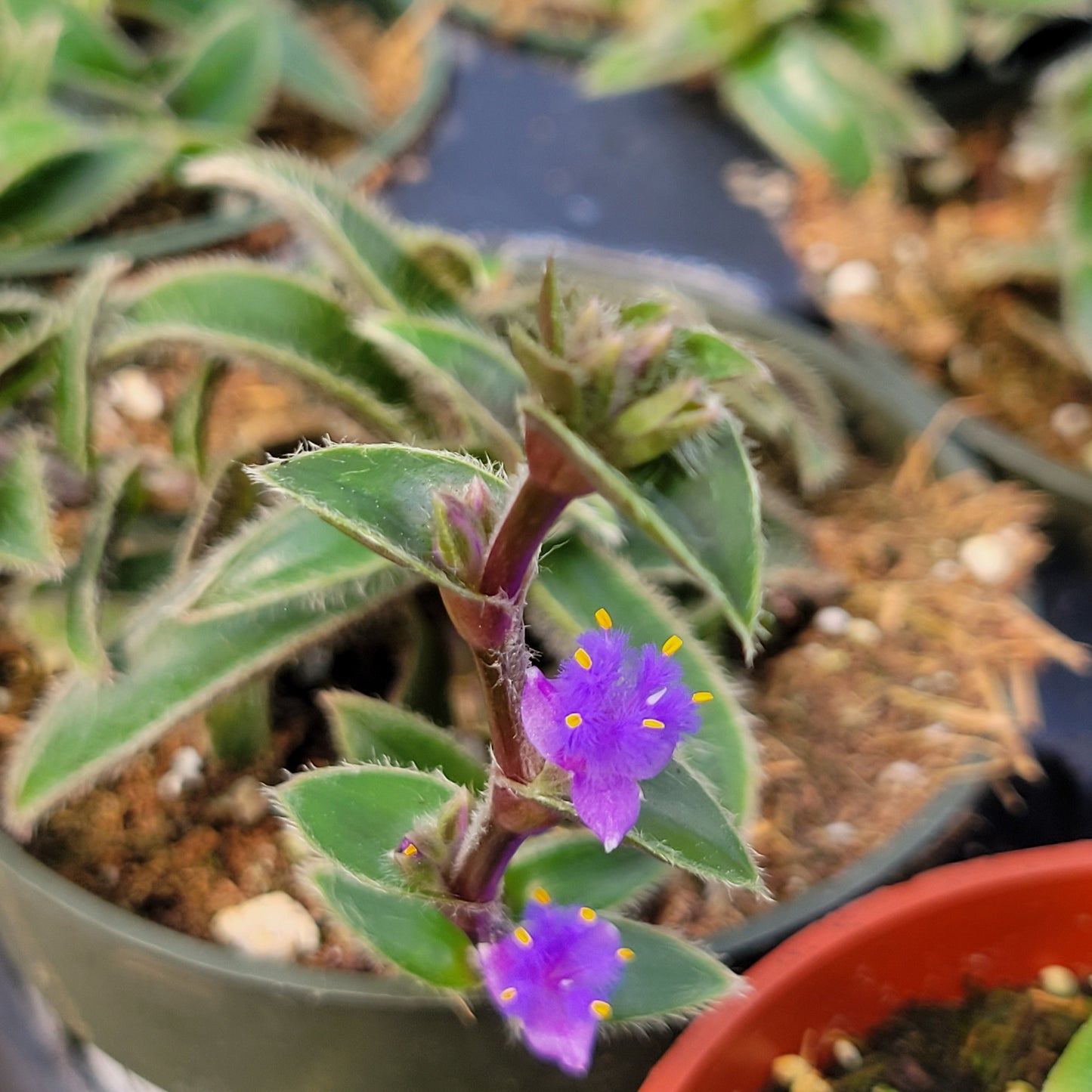 Cyanotis (Kitten Ears)