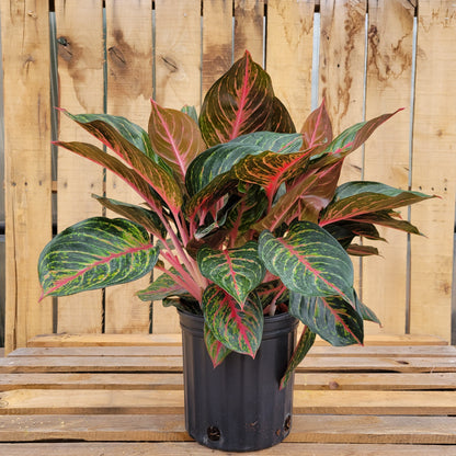 Aglaonema Red Emerald 10" Pot