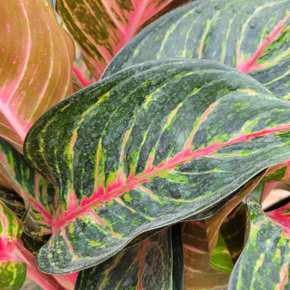 Aglaonema Red Emerald 10" Pot