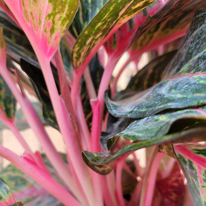 Aglaonema Red Emerald 10" Pot