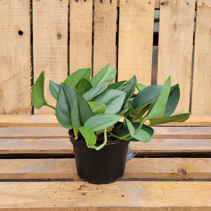 Pothos Sterling Silver 6" Pot
