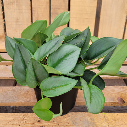 Pothos Sterling Silver 6" Pot