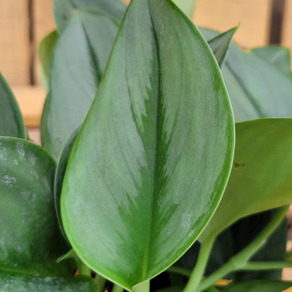 Pothos Sterling Silver 6" Pot