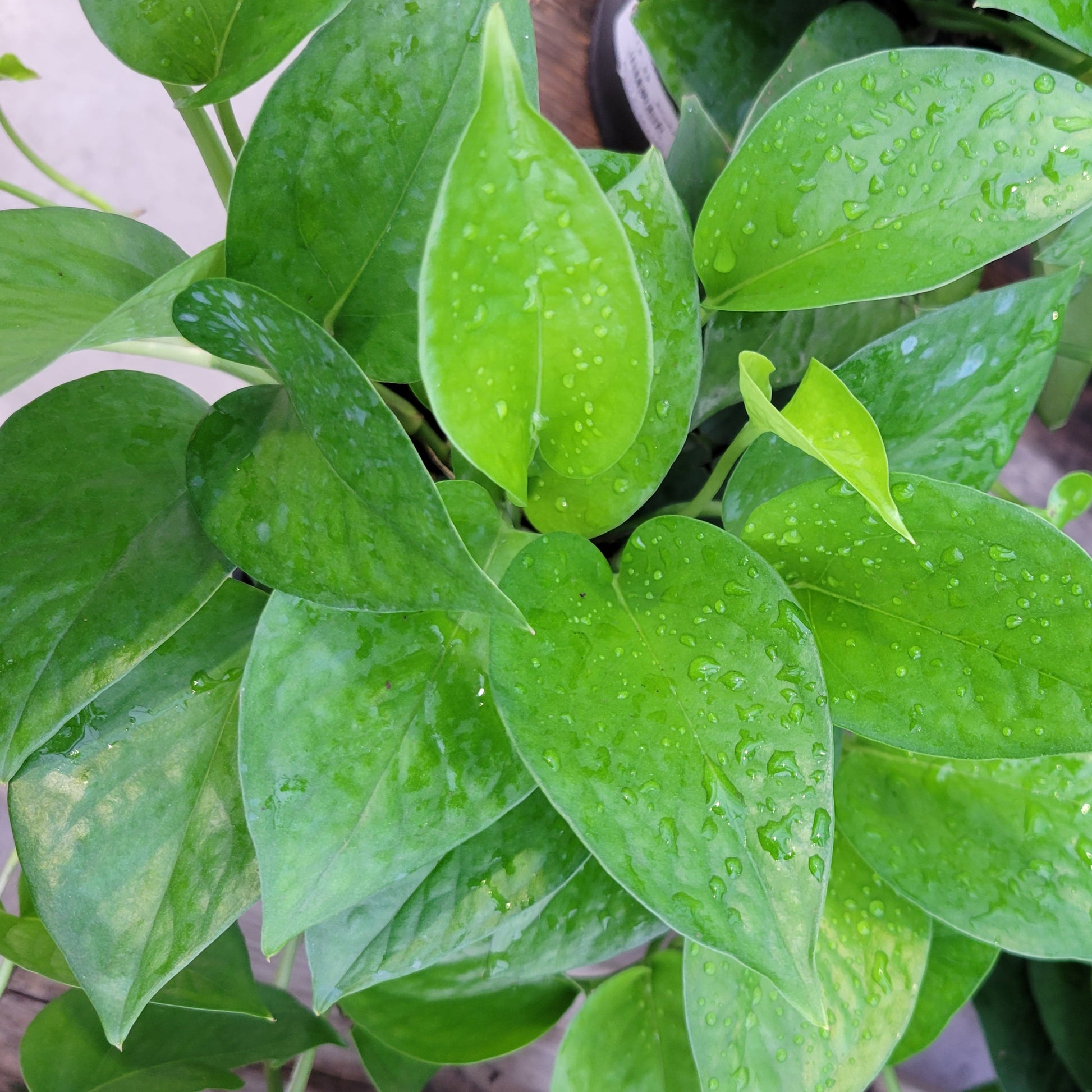jade pothos wikipedia Pothos 'Jade' – Scott's Nursery Ltd
