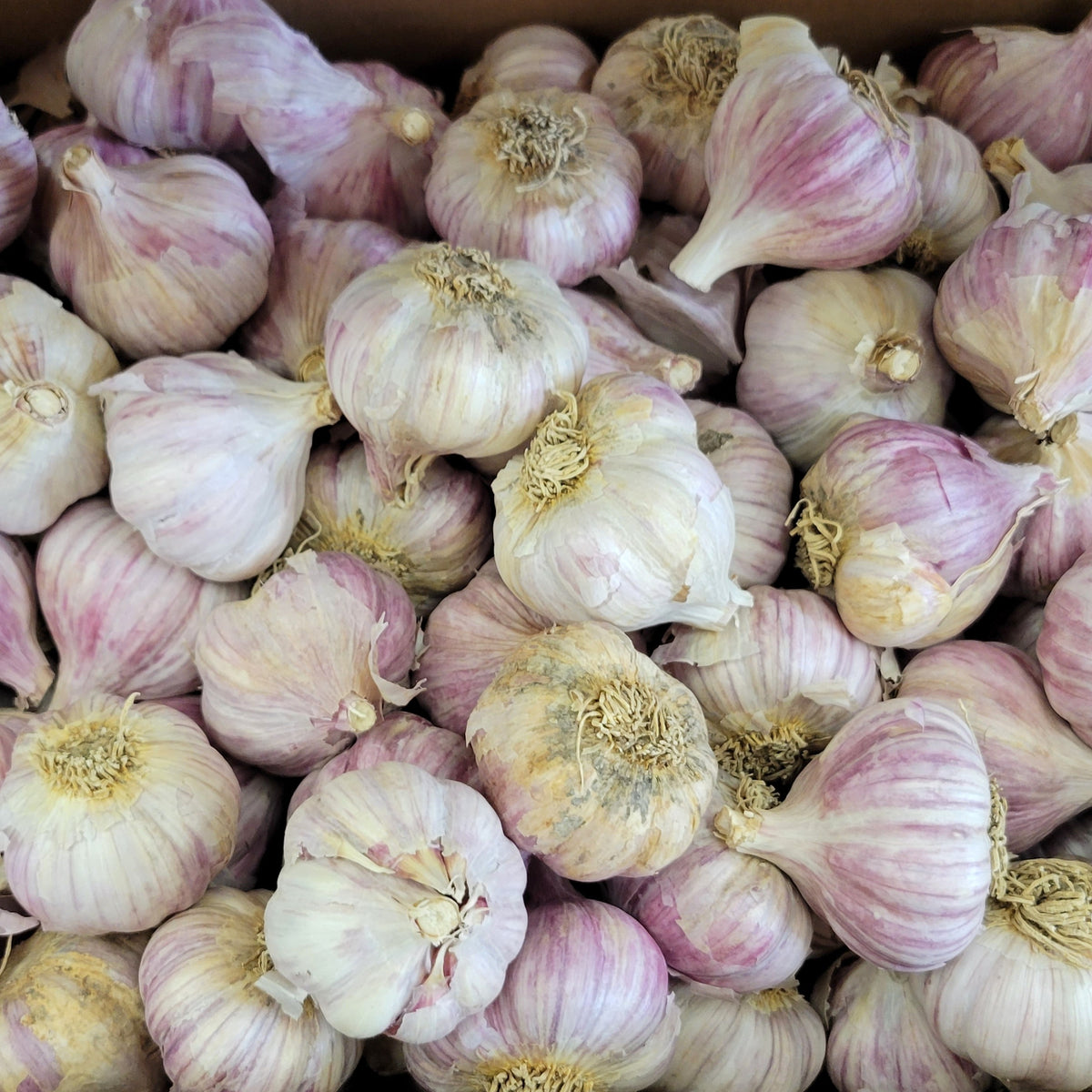 Garlic 'Glazed Purple Stripe' Organic Gagetown Garlic