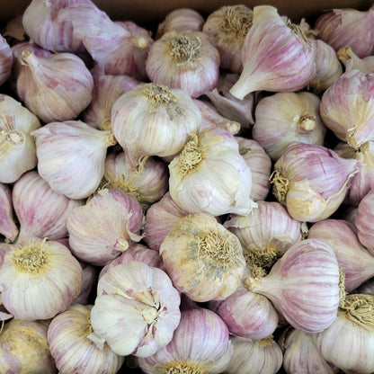 Garlic 'Glazed Purple Stripe' Organic Gagetown Garlic