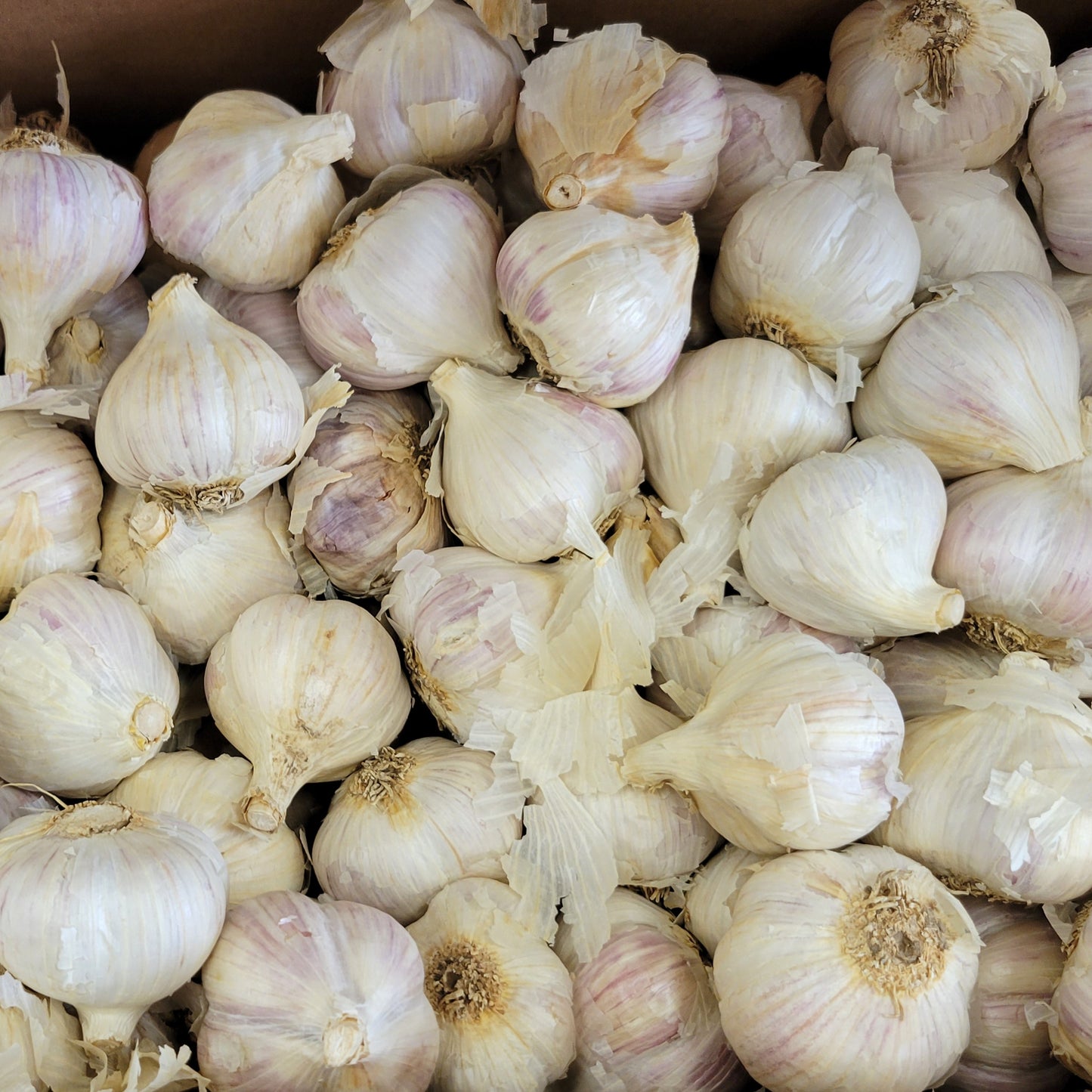Bulbs Garlic Gagetown Organic Music