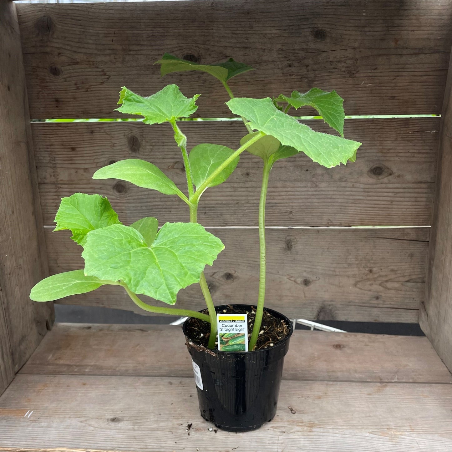 Cucumber 'Straight Eight'