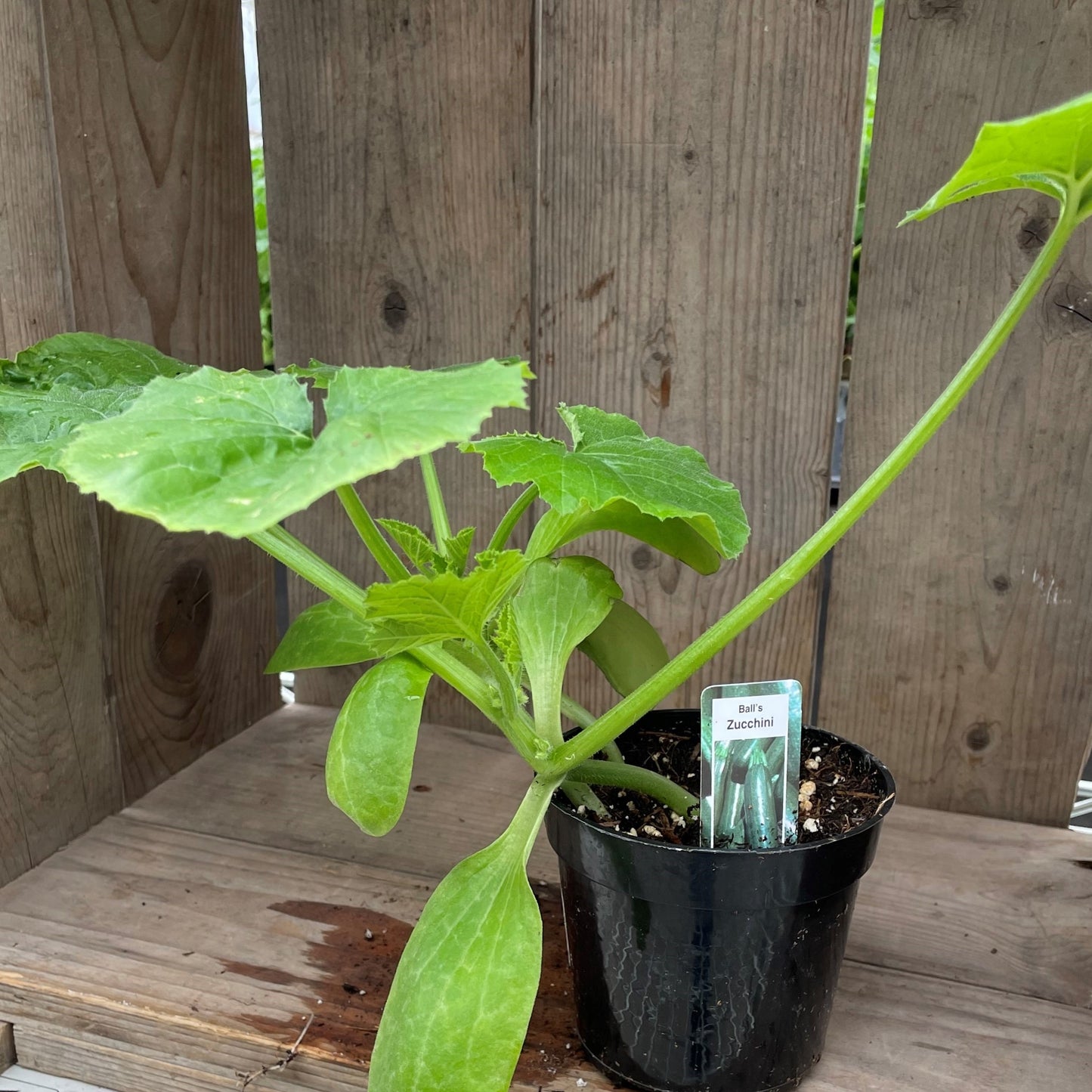 Squash 'Balls Zucchini' Green