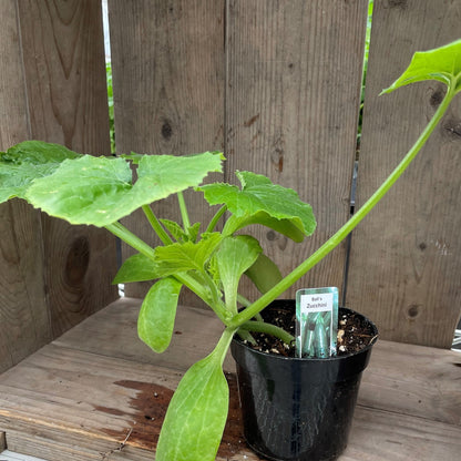 Squash 'Balls Zucchini' Green