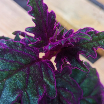 Purple Passion Plant