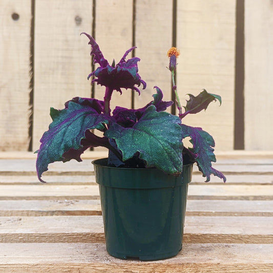 Purple Passion Plant 4" Pot