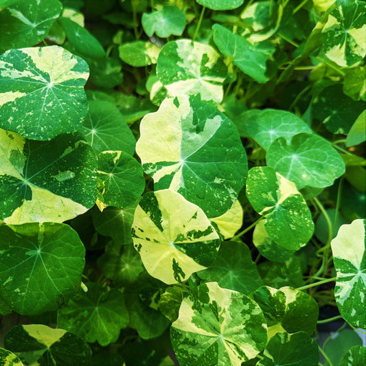 Nasturtium