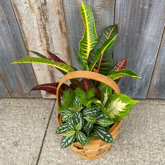 Basket Garden Tropical 7"