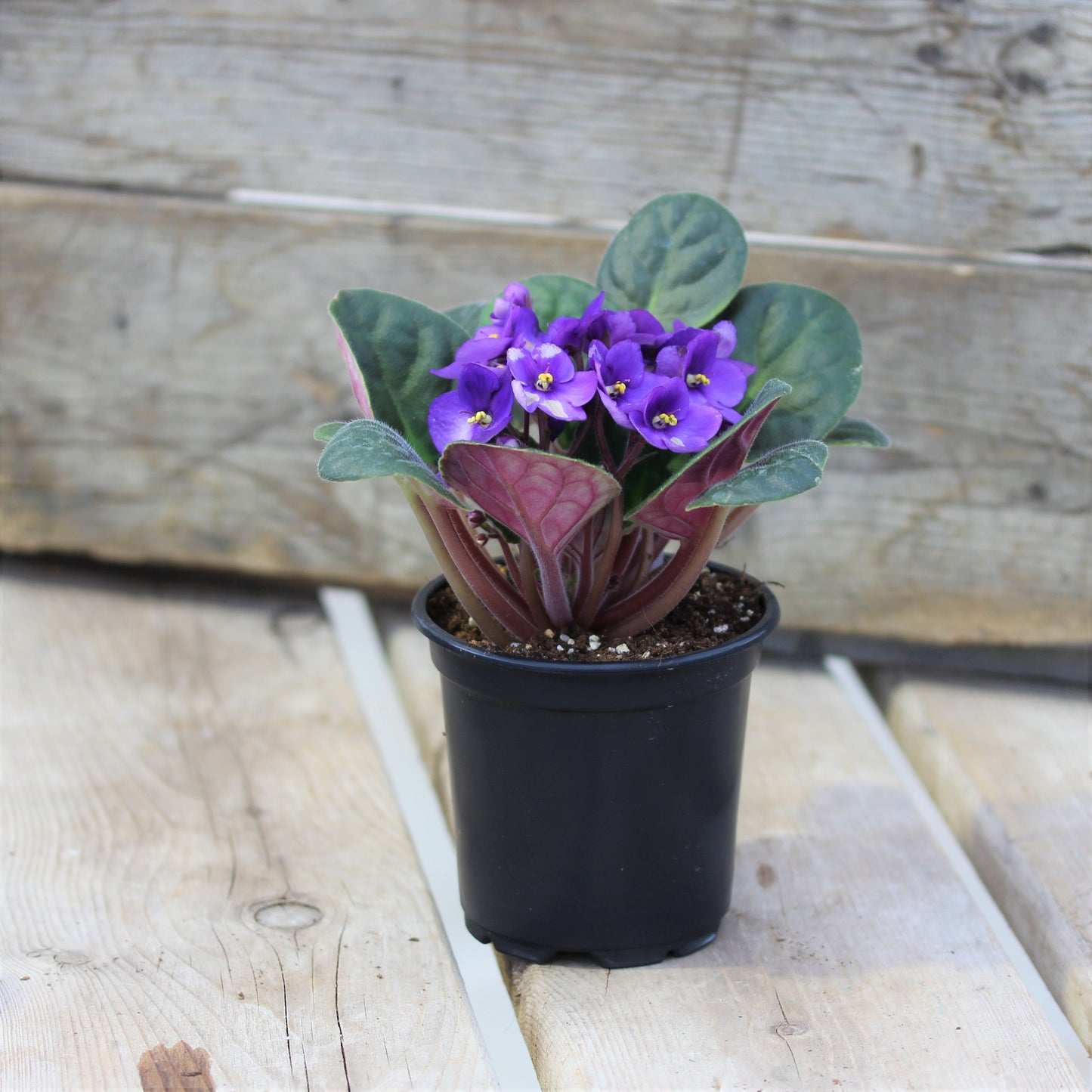 African Violet
