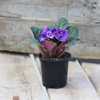 African Violet