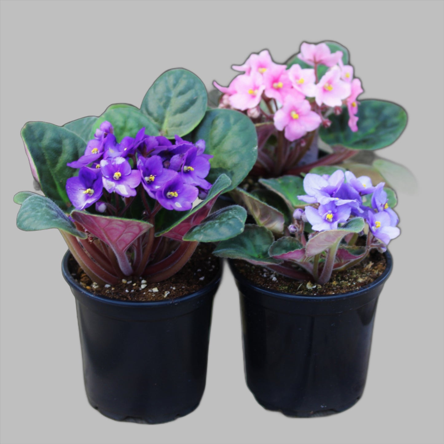 African Violet