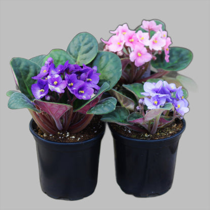 African Violet