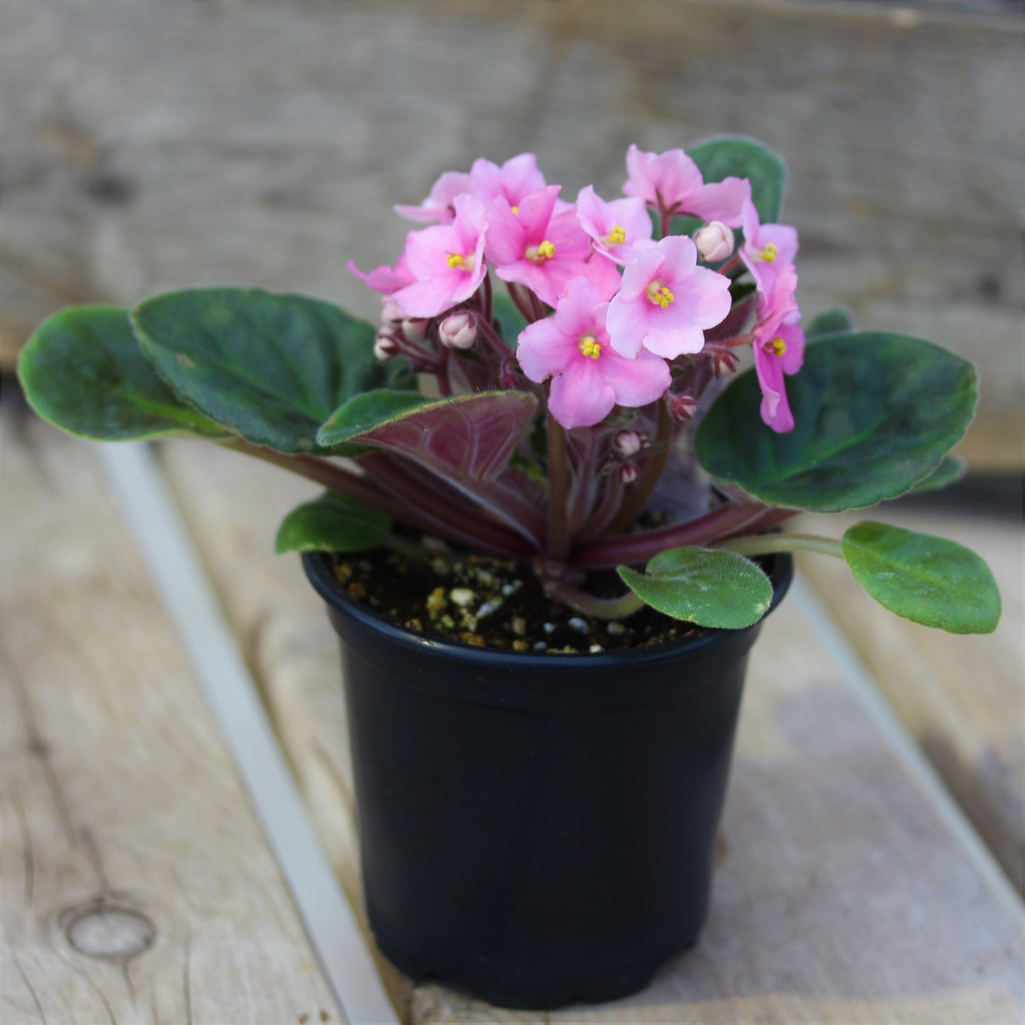 African Violet